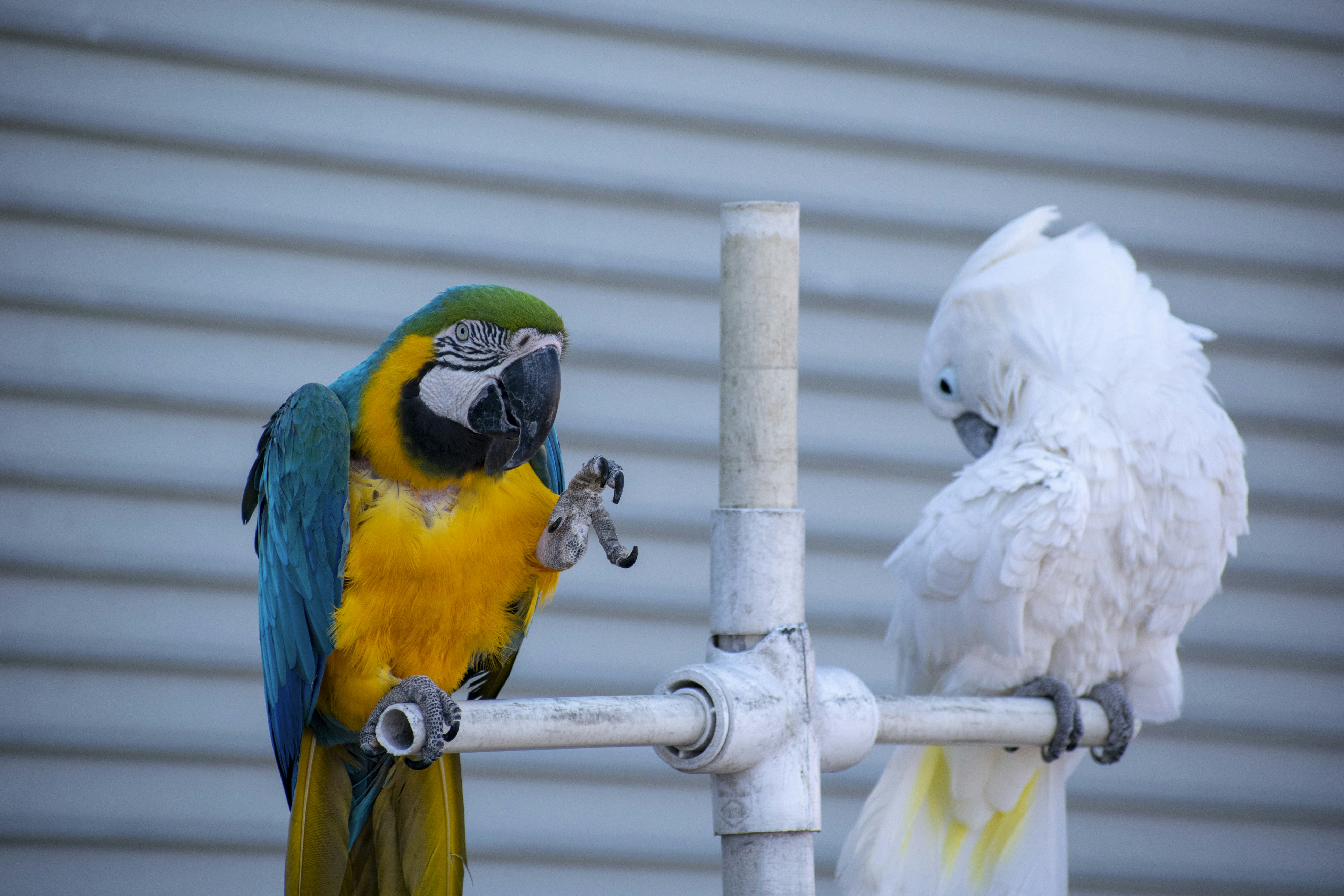 Parrot enjoying outdoor time
