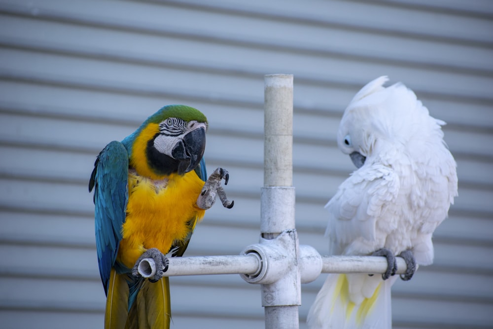 macaw and cockatoo