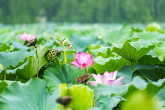 Bright pink lotus flowers bloom amidst large, vibrant green leaves. Some seed pods are visible, adding texture to the lush aquatic scene. The greenery stretches into the blurred background, evoking a sense of tranquility in a natural setting.