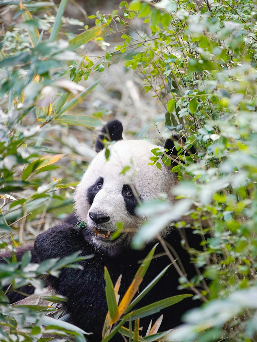 green plant across panda photo