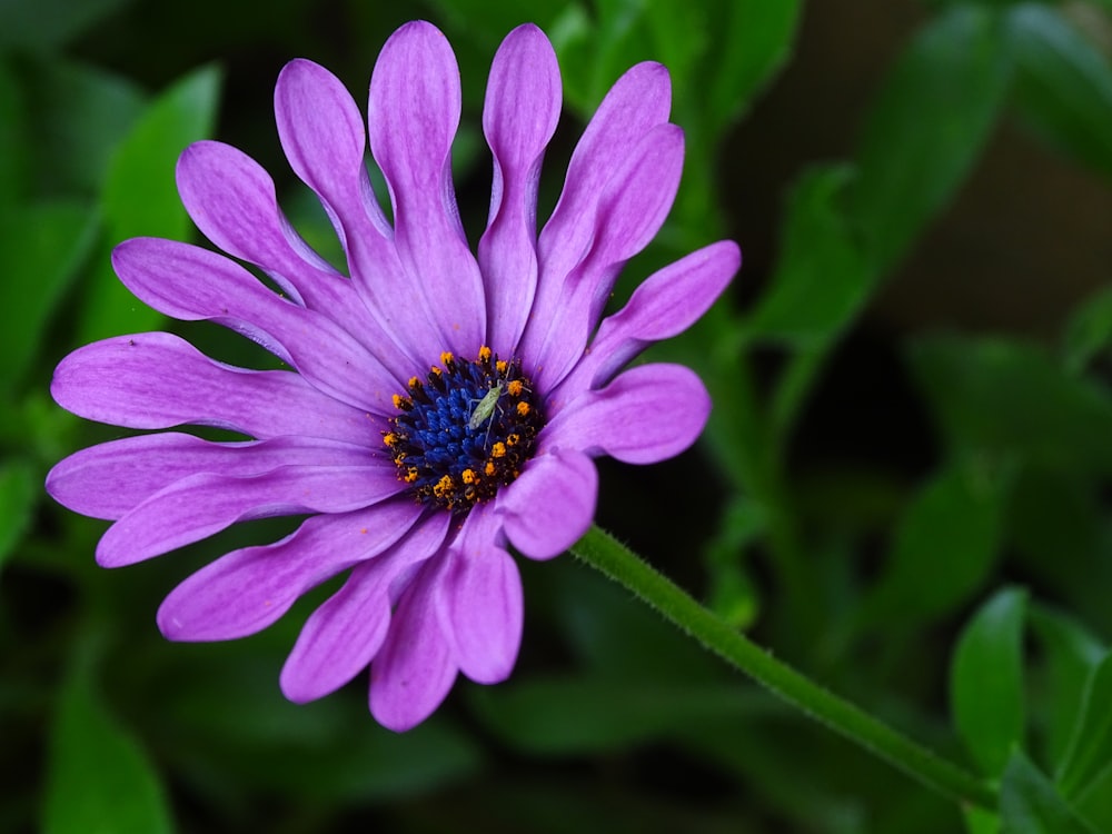 blooming purple petaled flower