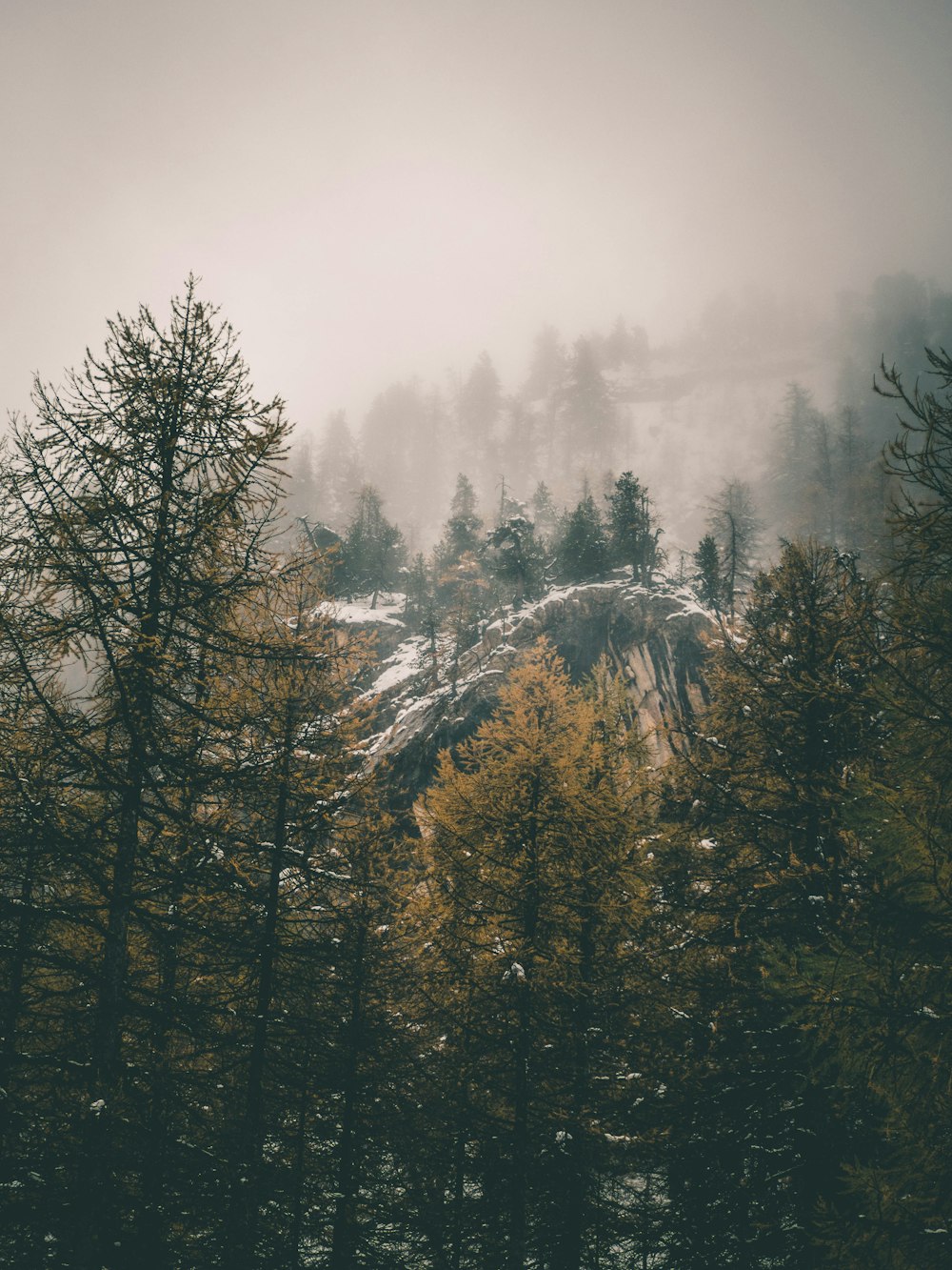 霧の天候時の雪に覆われた木々