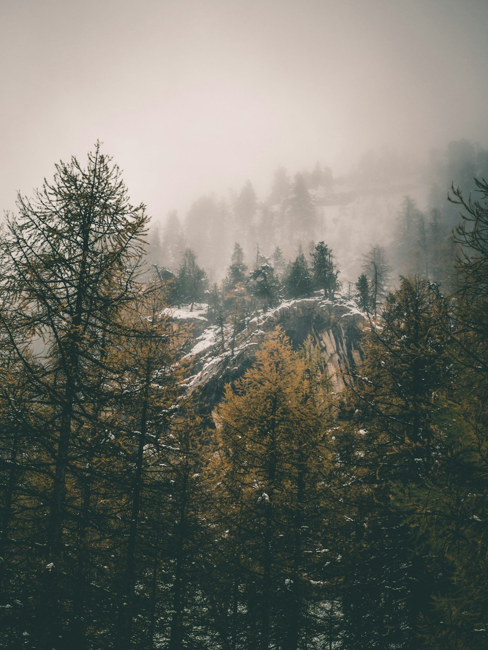 snow covered trees during foggy weather