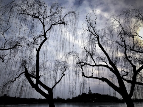 Silhouettes of bare, arching trees with delicate, linear branches create a striking contrast against a moody, cloudy sky. In the distance, a prominent pagoda-shaped structure is visible on a small hill, adding a sense of depth to the scene. The image conveys a tranquil and somewhat melancholic mood, with an emphasis on natural beauty and structural simplicity.