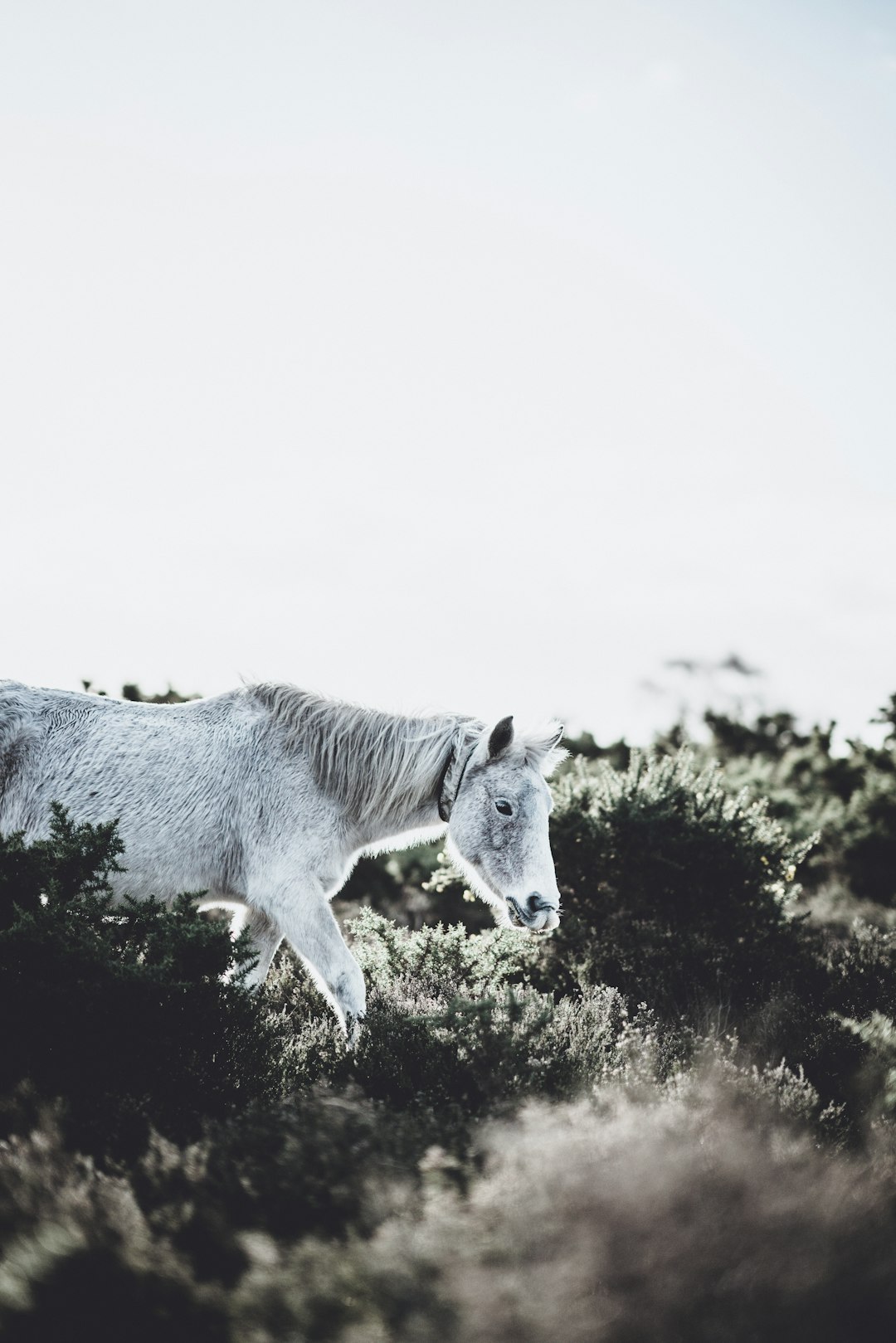 shallow focus photo of gray horse