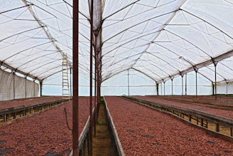 red petaled flowers in tunnel