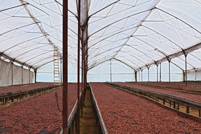 red petaled flowers in tunnel