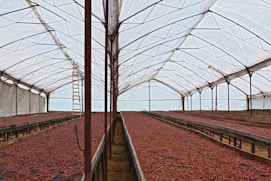 red petaled flowers in tunnel
