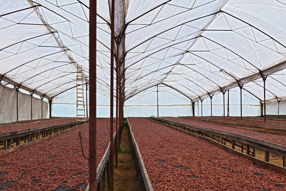 red petaled flowers in tunnel