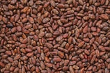 A close-up view of numerous brown cocoa beans densely packed together, displaying variations in shades and textures.