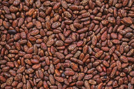 Close-up of cacao beans alongside blockchain and AI digital icons representing traceability.