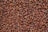 A close-up view of numerous brown cocoa beans densely packed together, displaying variations in shades and textures.