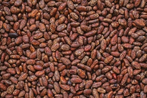 A close-up of fine aroma cocoa beans ready for processing.