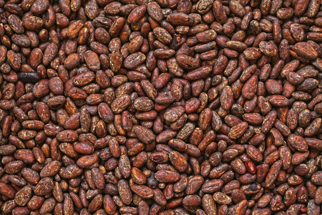 Cacao panameño