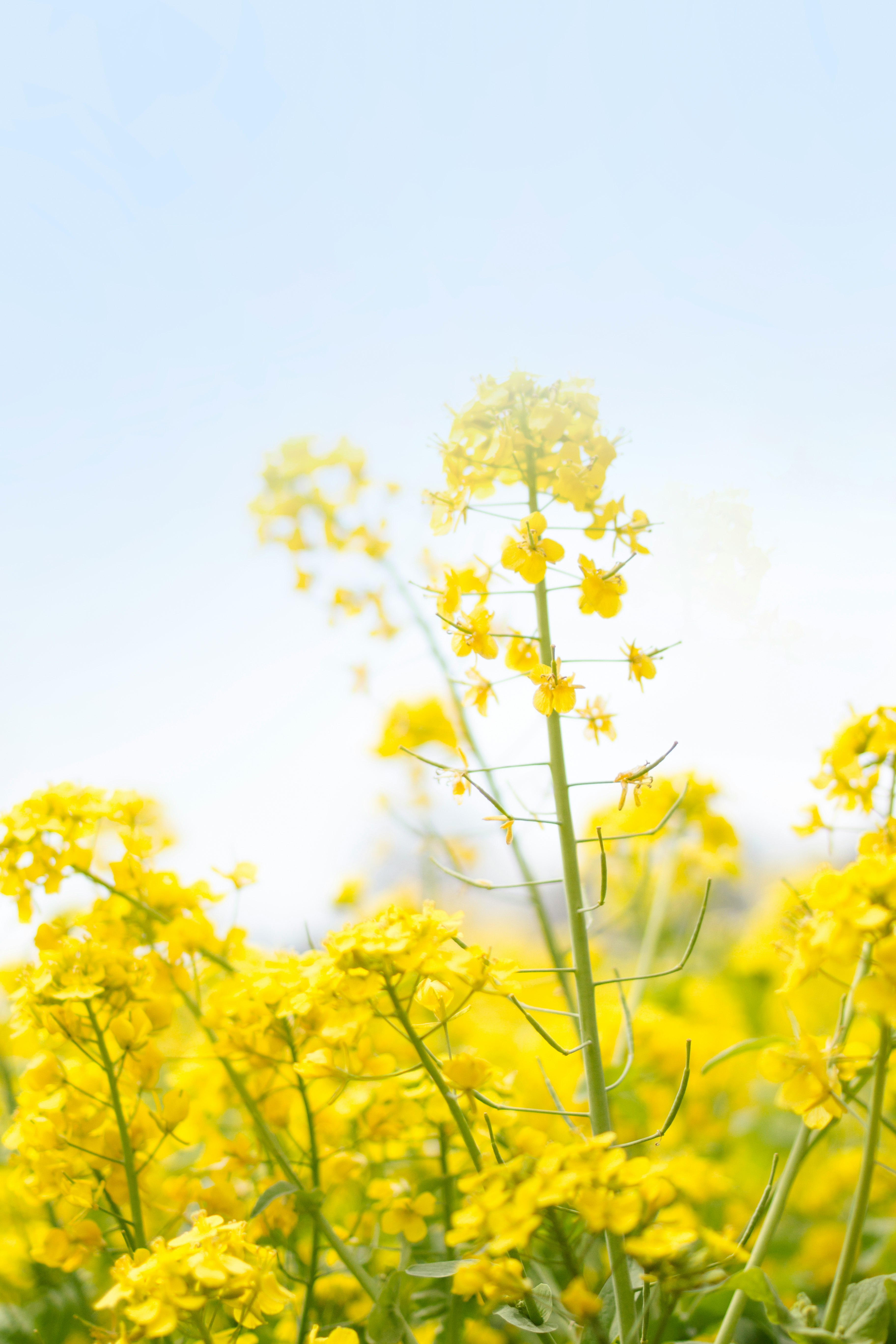 yellow flowers