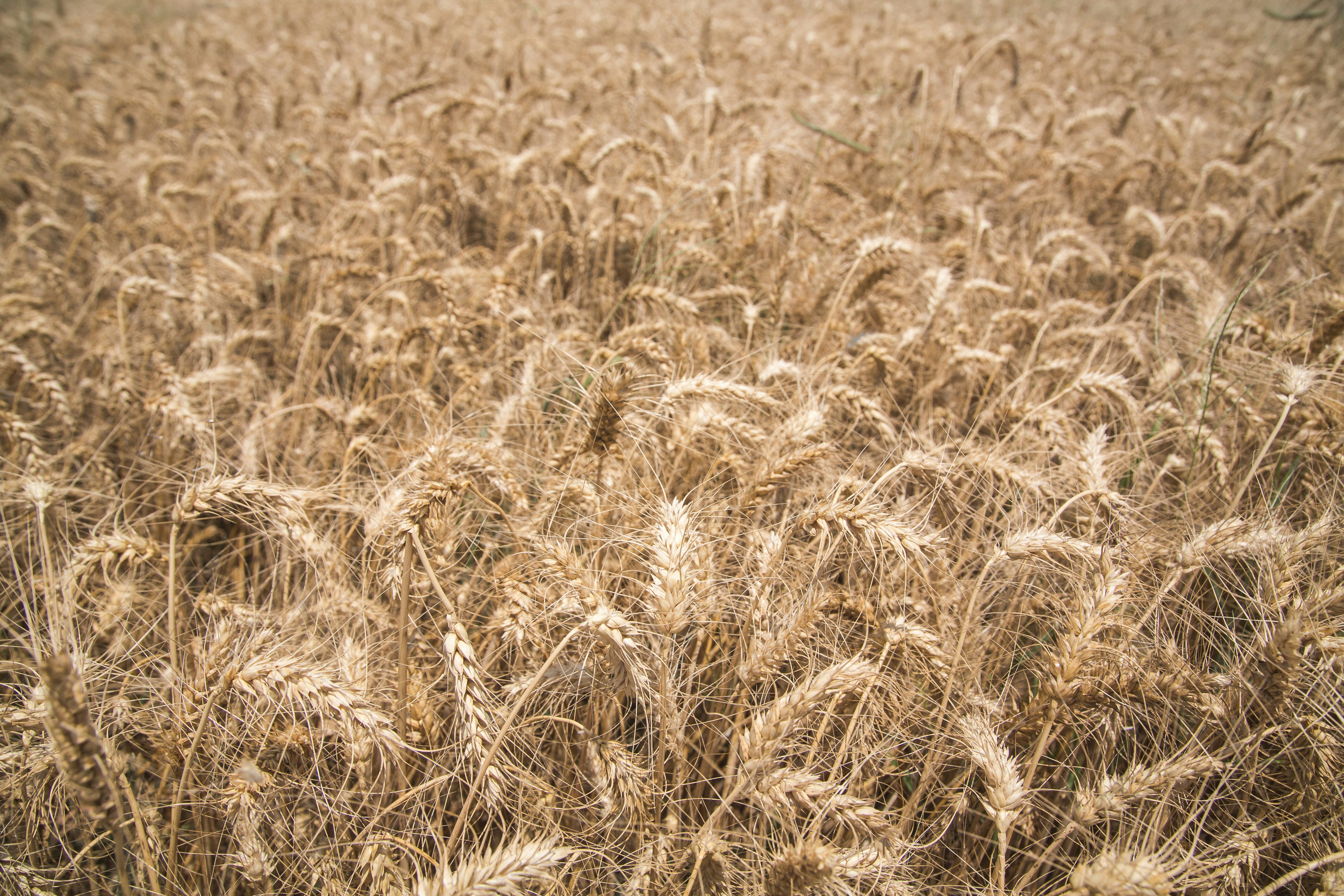 close-up photography of dried wheats