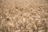 A dense field of mature wheat with golden stalks, swaying gently. The image captures a sea of wheat heads, each brimming with grains, highlighting the abundance and readiness for harvest.