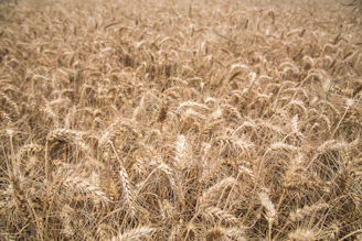 Stacks of golden wheat grains ready for export at a bustling grain storage facility.