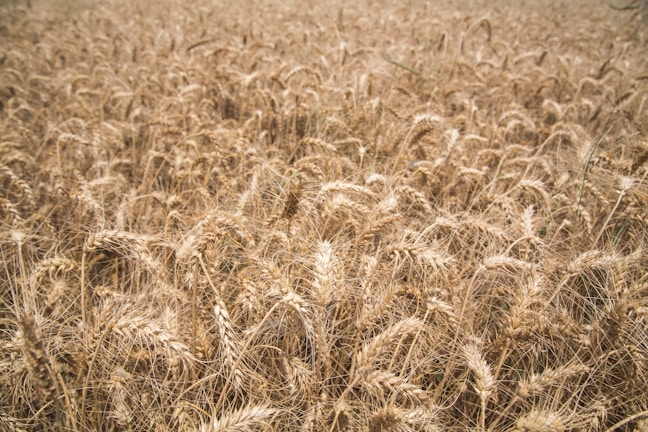 A dense field of mature wheat with golden stalks, swaying gently. The image captures a sea of wheat heads, each brimming with grains, highlighting the abundance and readiness for harvest.