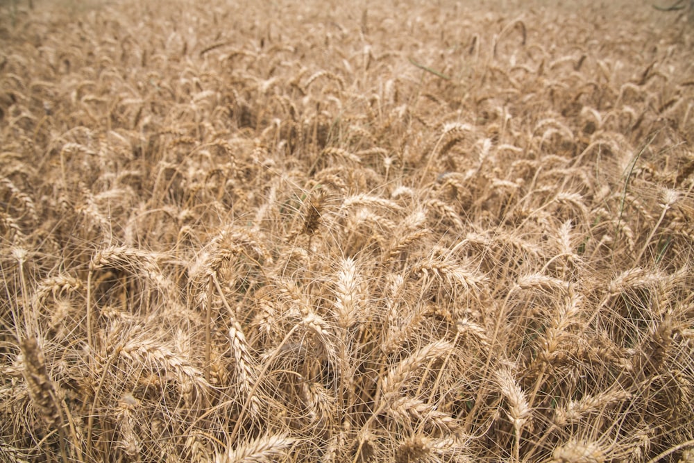 close-up photography of dried wheats