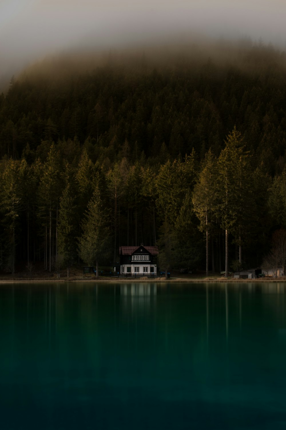 calm water front of pine trees