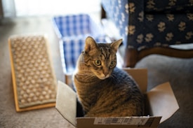 A tabby cat with large, curious eyes sits comfortably inside a small cardboard box placed on a carpeted floor. In the background, a blue and white checkered basket and a scratching board are visible, along with a piece of furniture upholstered in dark blue fabric with a floral pattern.