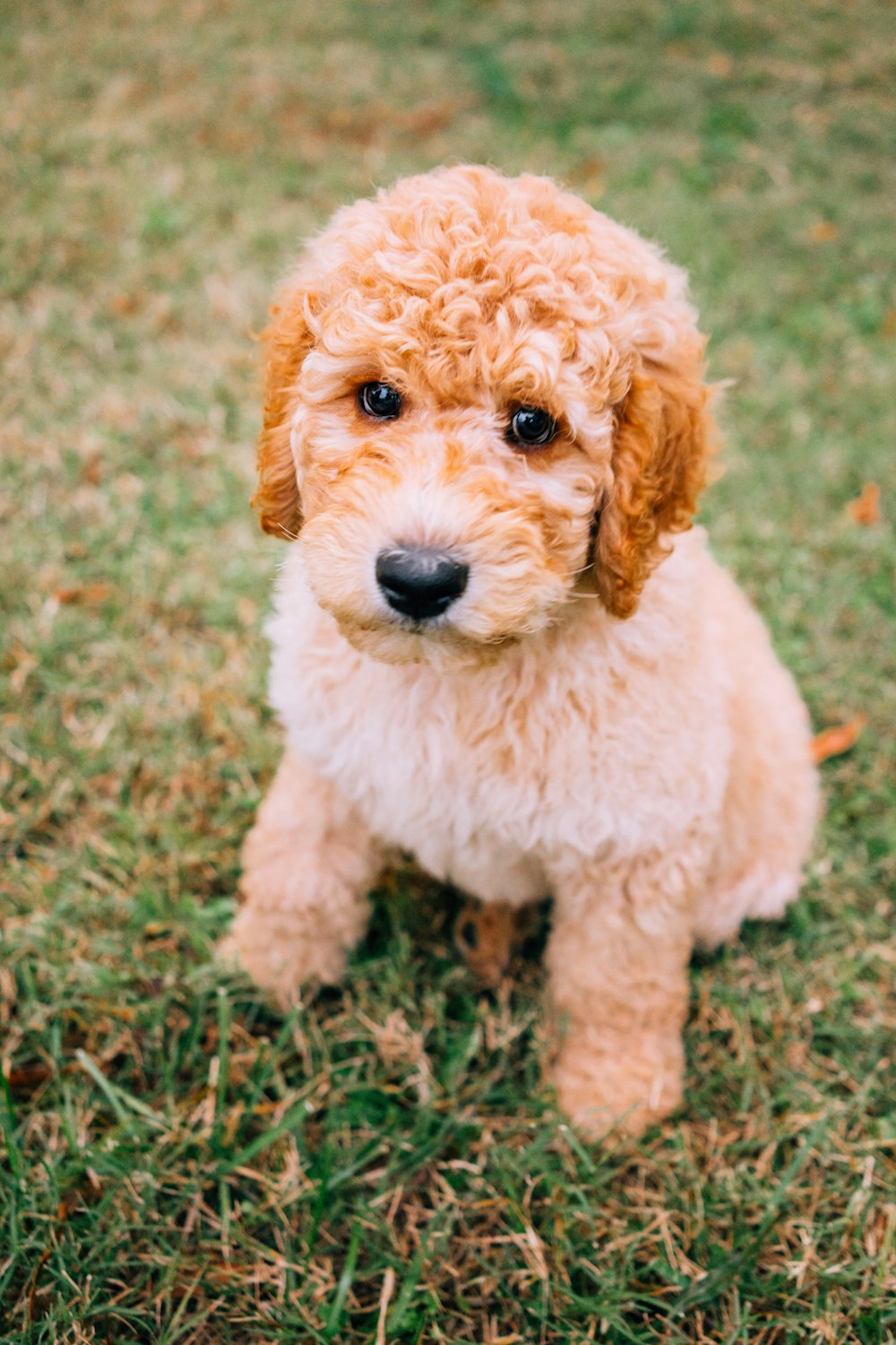 short-coated brown puppy sitting on green lawn
