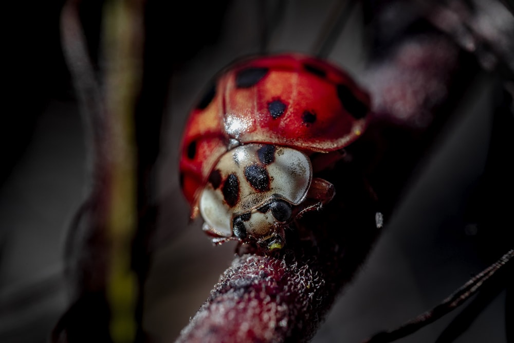 red and black ladybug