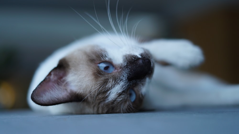 white and brown cat lying on ground