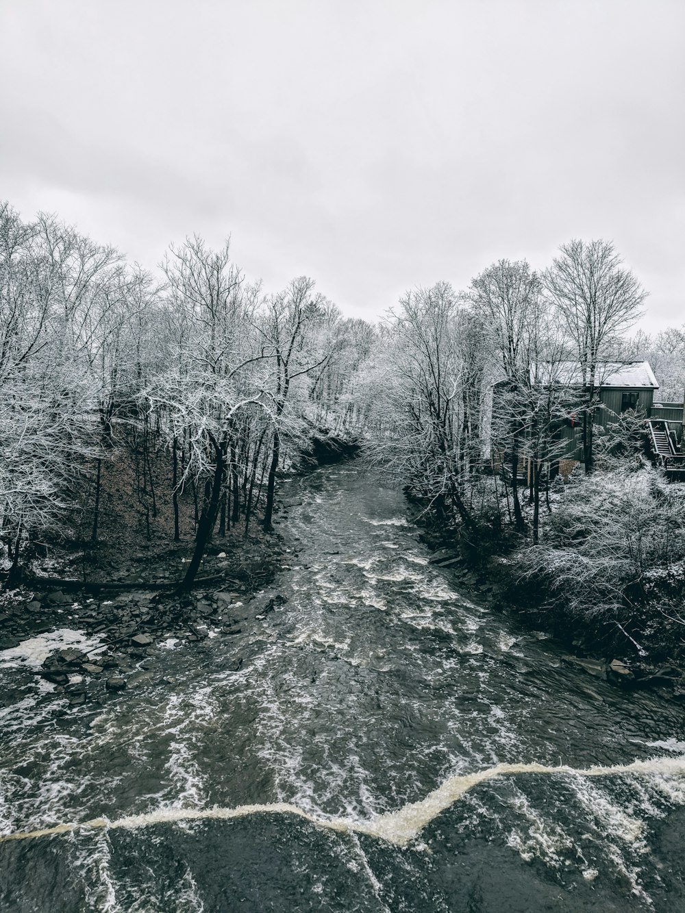 trees near river\