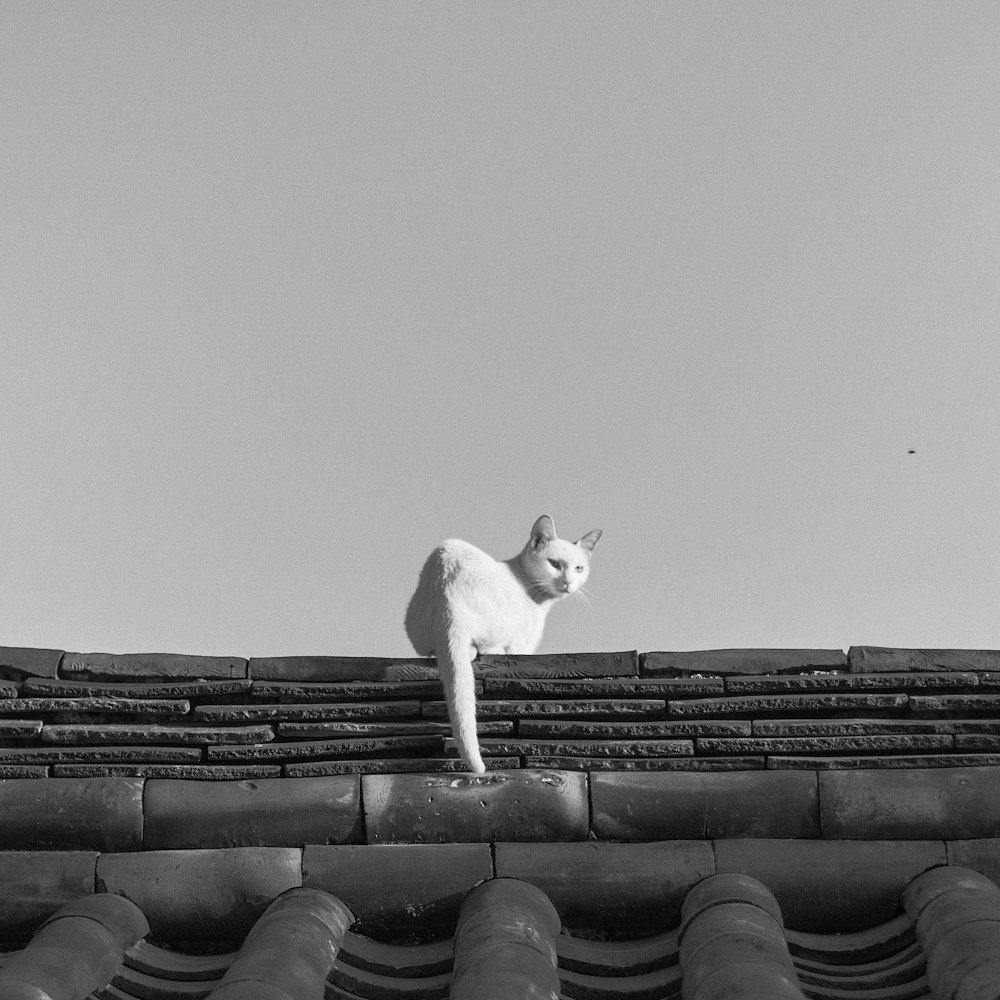 grayscale photography of cat on rooftop