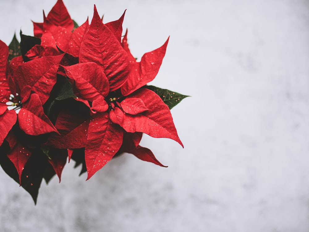 shallow focus photo of red flowers