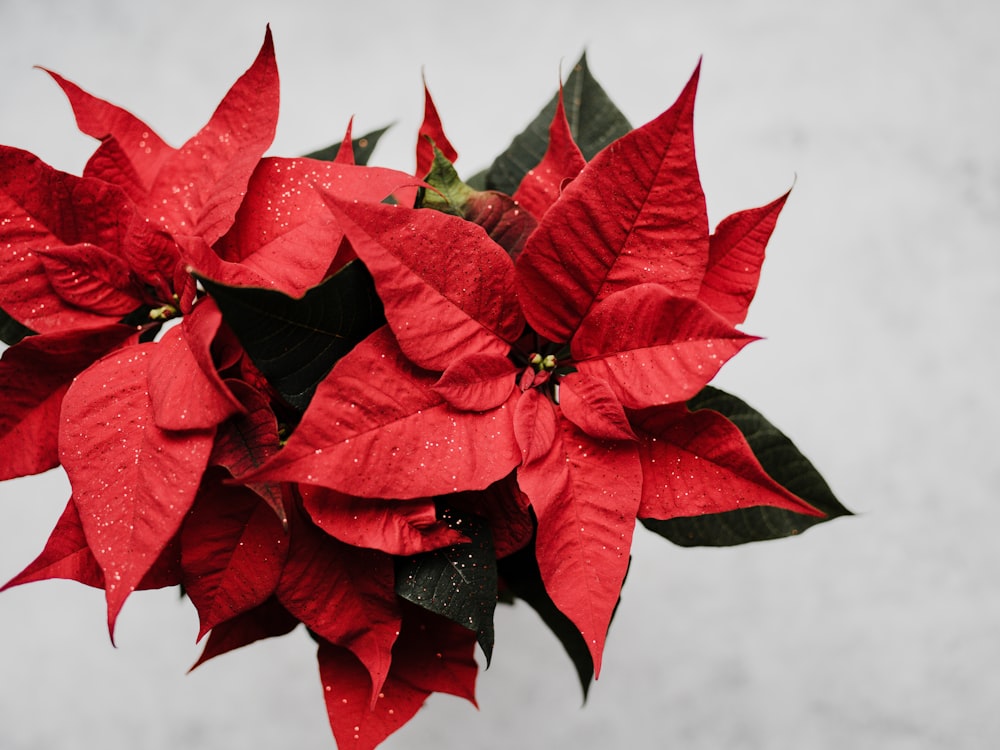 red poinsettia flower