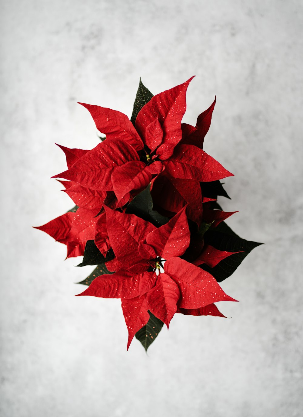 red poinsettia flowers