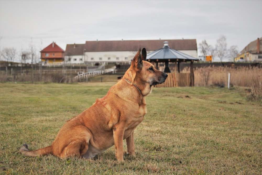 brown dog sitting on ground