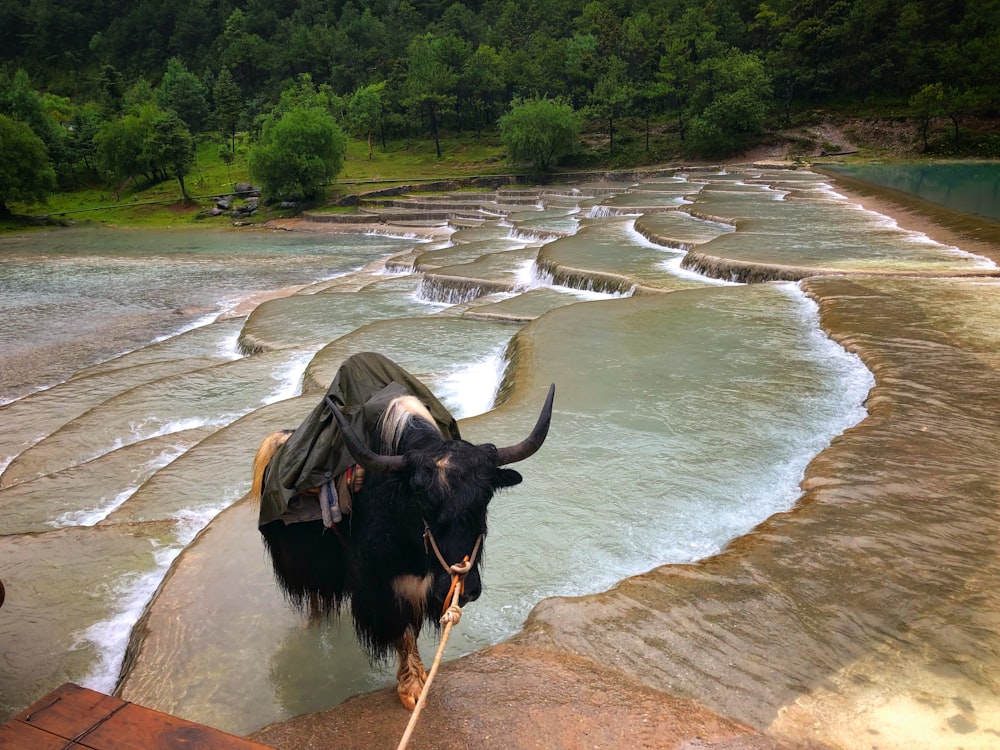 four legged animal walking on water hills during day