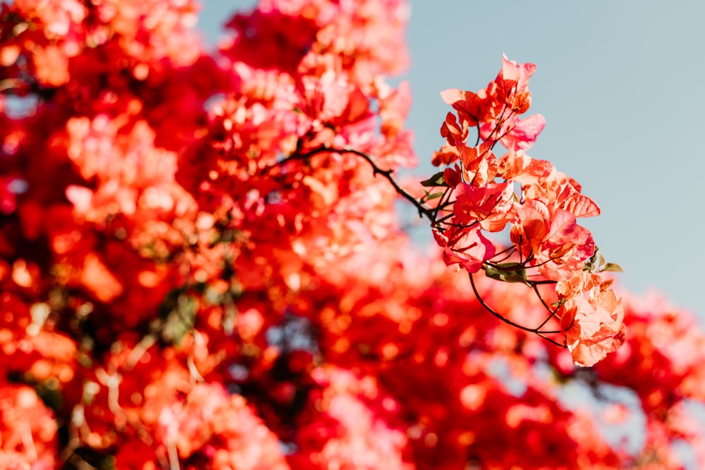 red-petaled flower