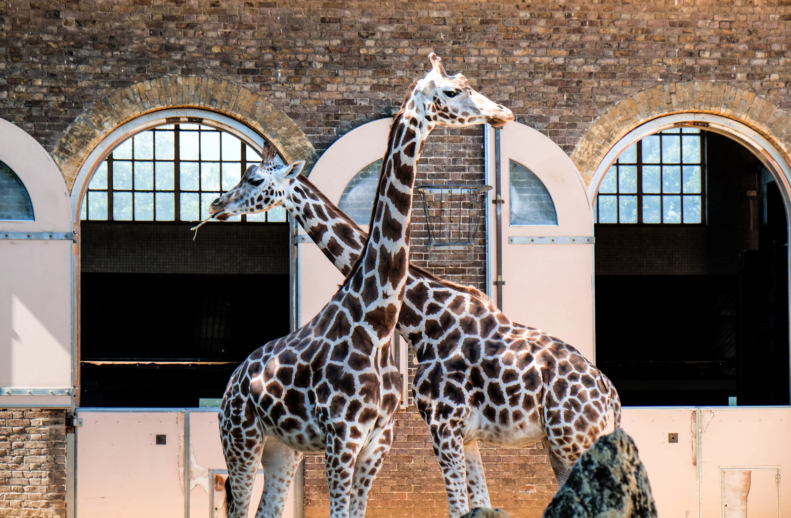 Deux girafes dans un parc zoologique, vues depuis l'allée des visiteurs.