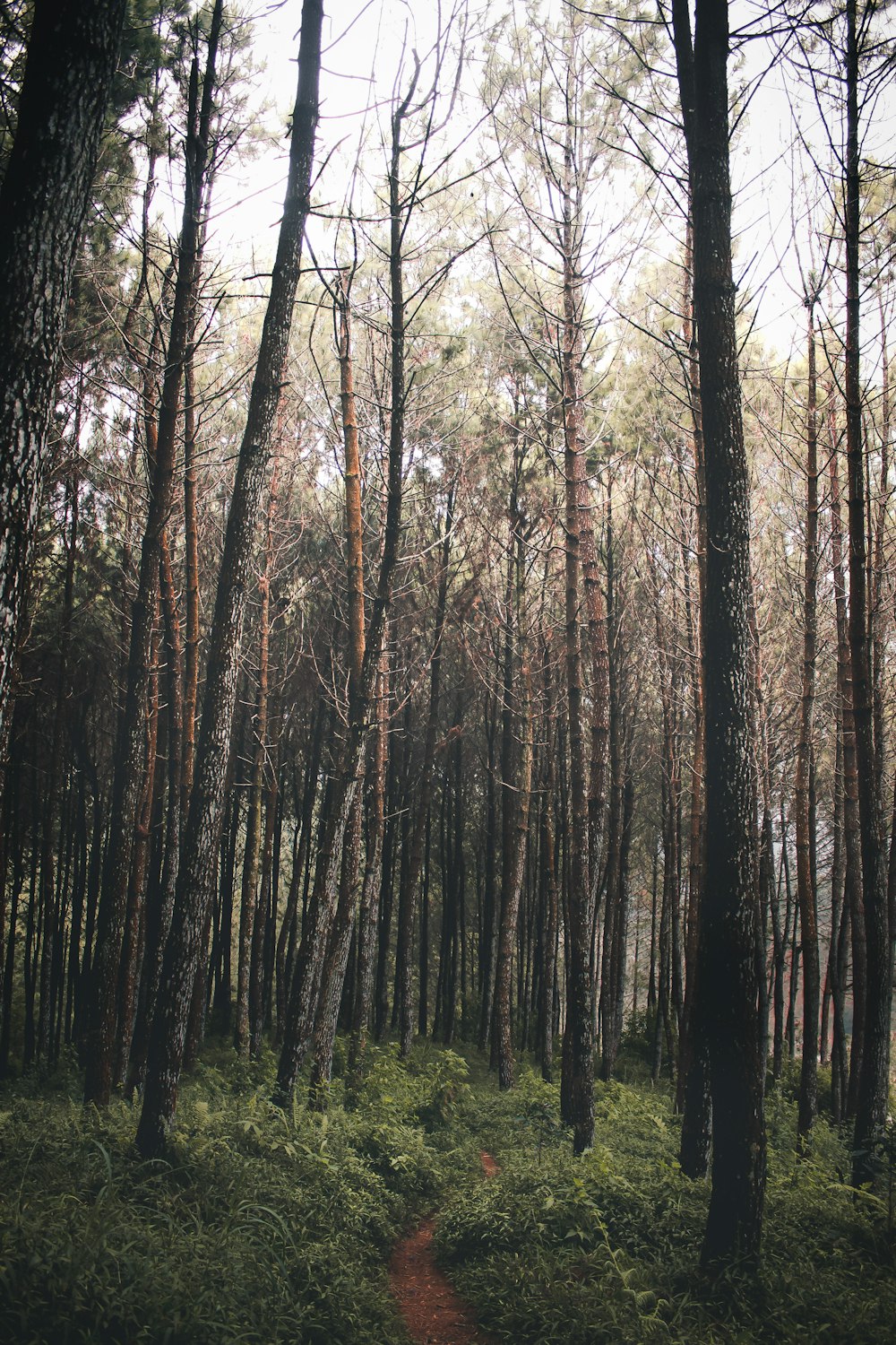 trees on forest during daytime