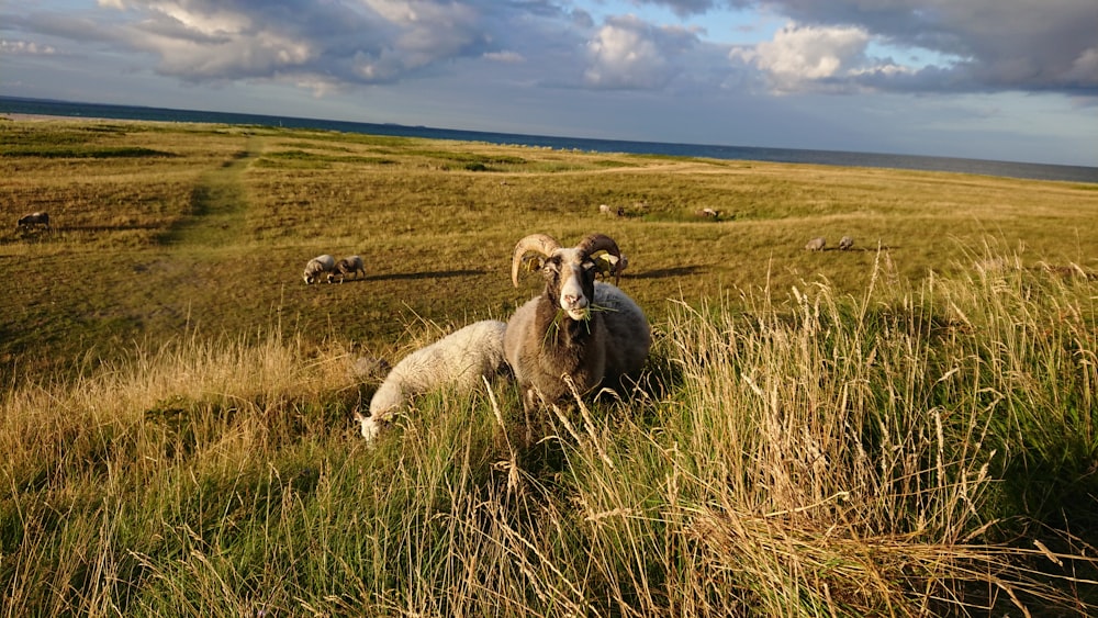 brown ram sitting on green grass field during daytime