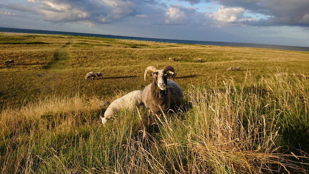 Travel Tips and Stories of Samsø in Denmark