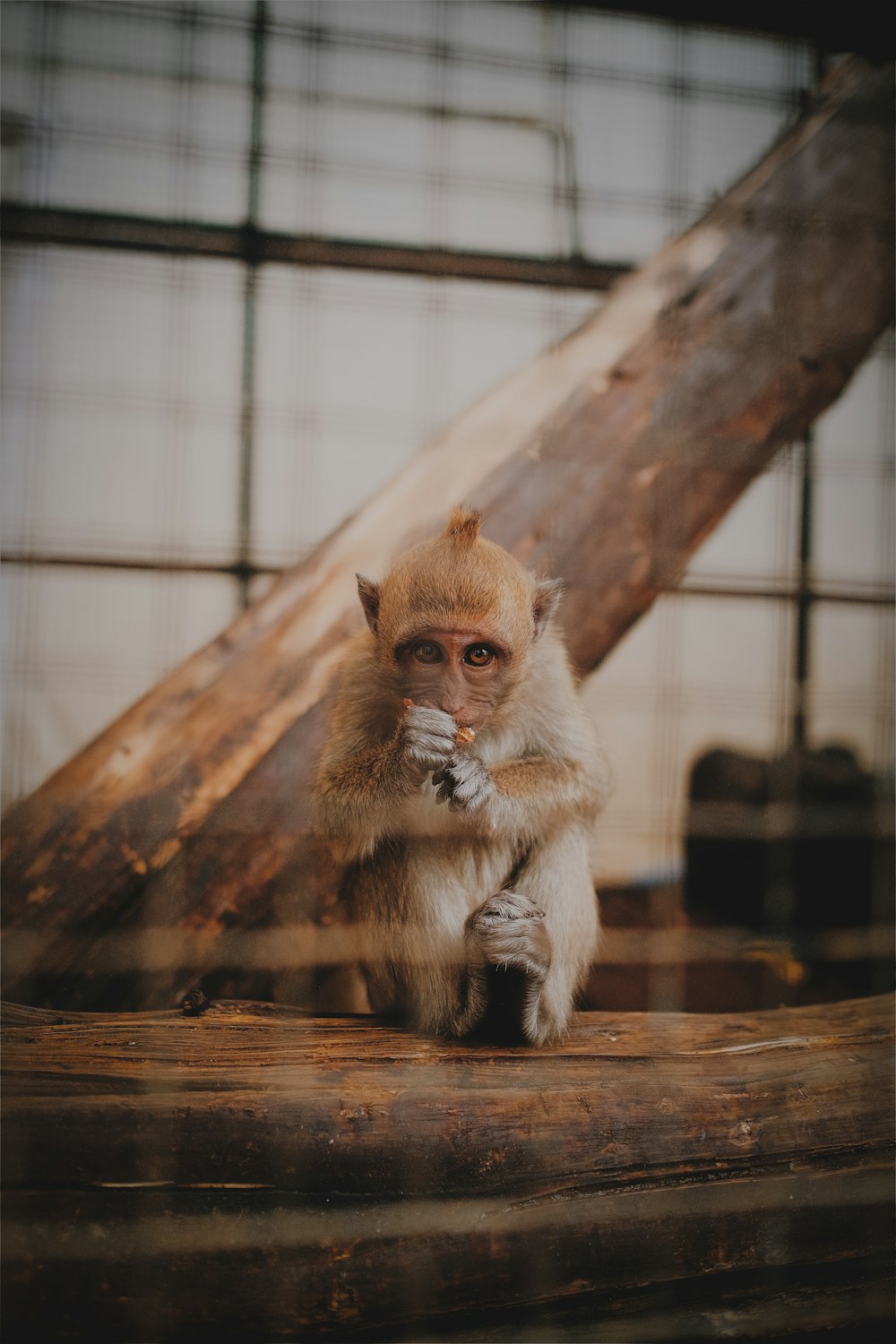 shallow focus photo of brown monkey