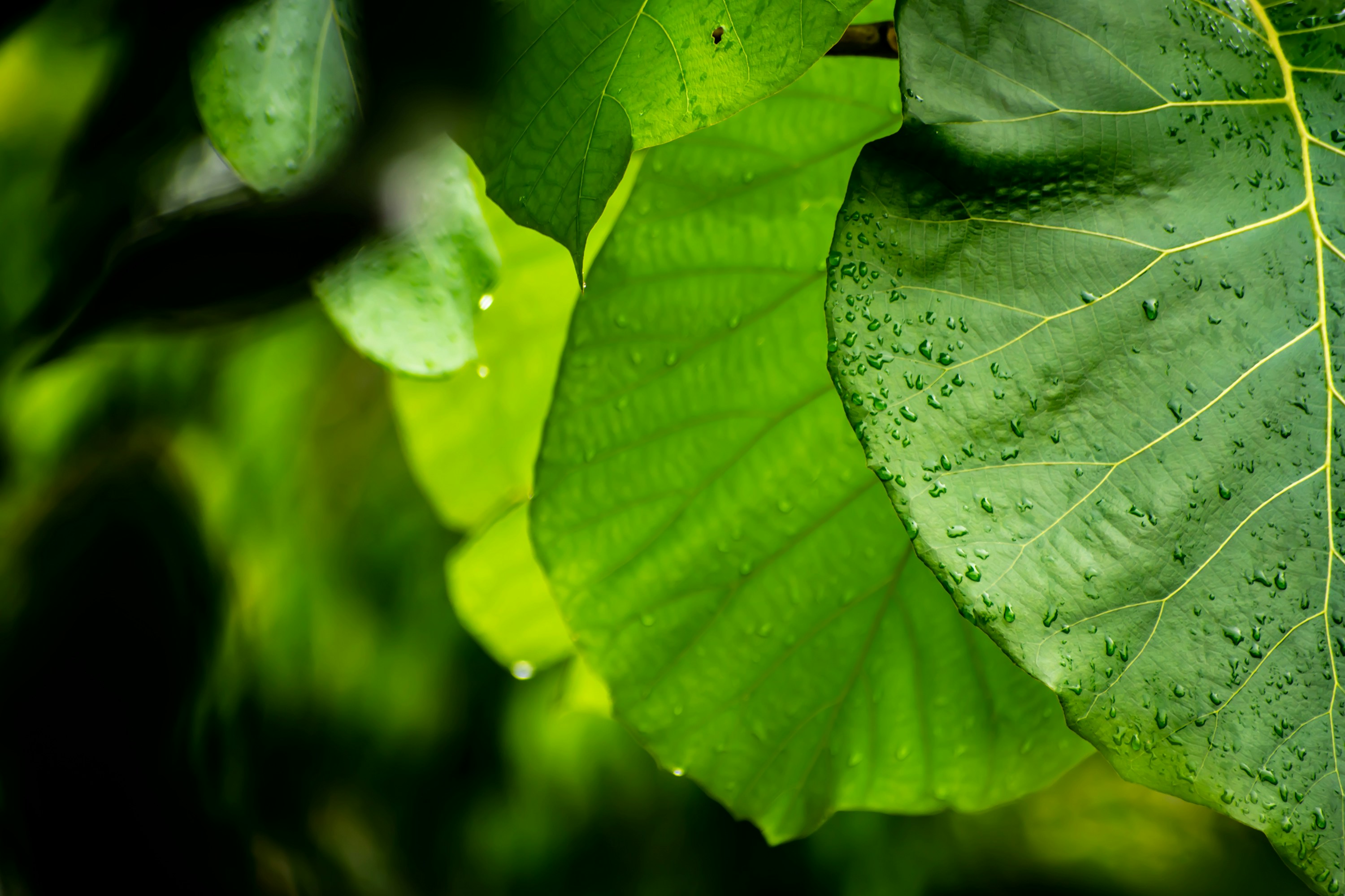 Discovering Dooars: A Gateway to the Wild Heart of India!