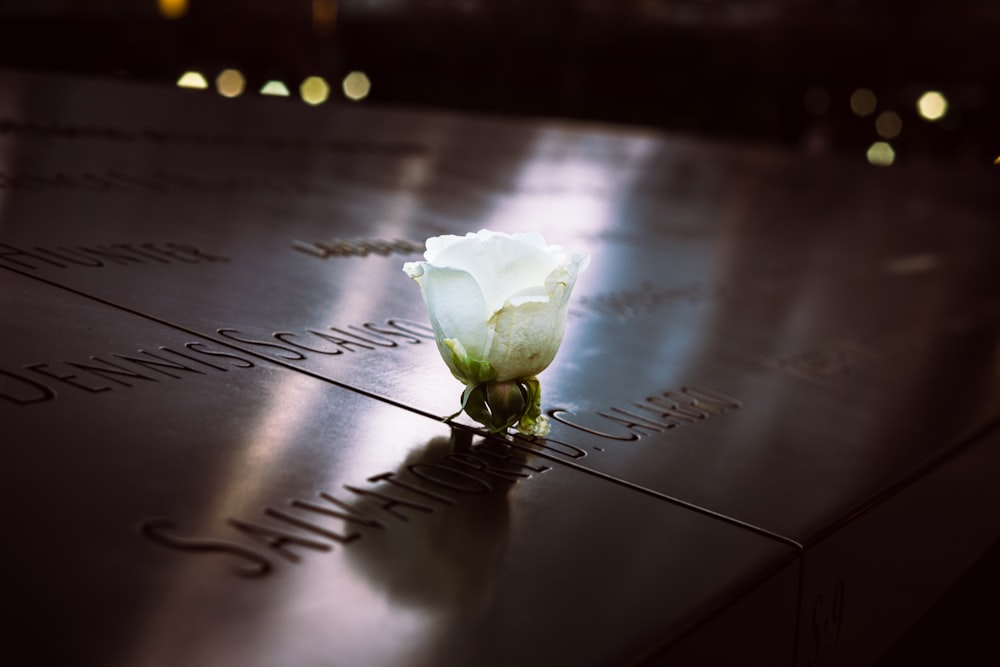 fotografia a fuoco selettiva del fiore di rosa bianca