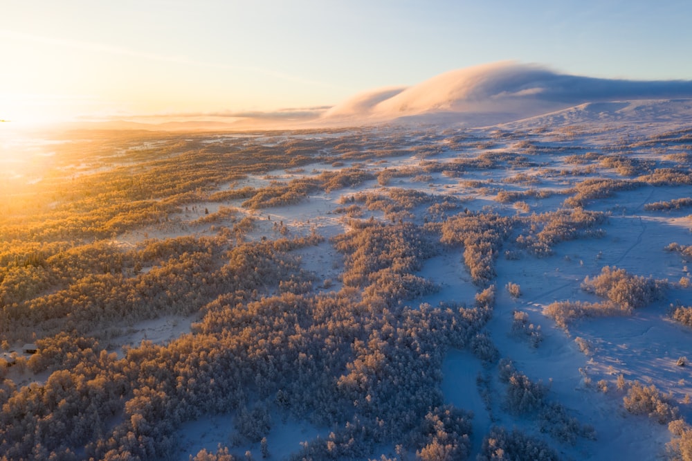 Fotografía de vista aérea de bosque