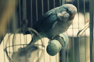 A small green bird, possibly a parrot, is perched on a blue textured perch inside a metal cage. The bars of the cage are visible, and there are metal fixtures and hanging objects around the bird.