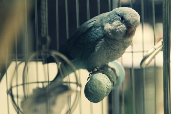 A small green bird, possibly a parrot, is perched on a blue textured perch inside a metal cage. The bars of the cage are visible, and there are metal fixtures and hanging objects around the bird.