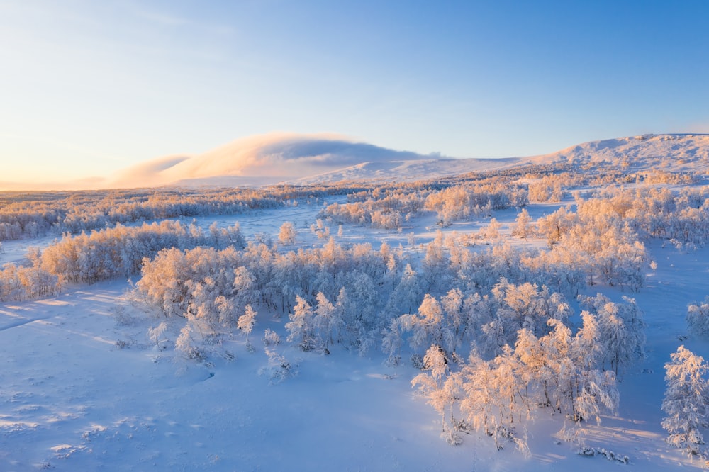 Vista aérea de árboles cubiertos de nieve