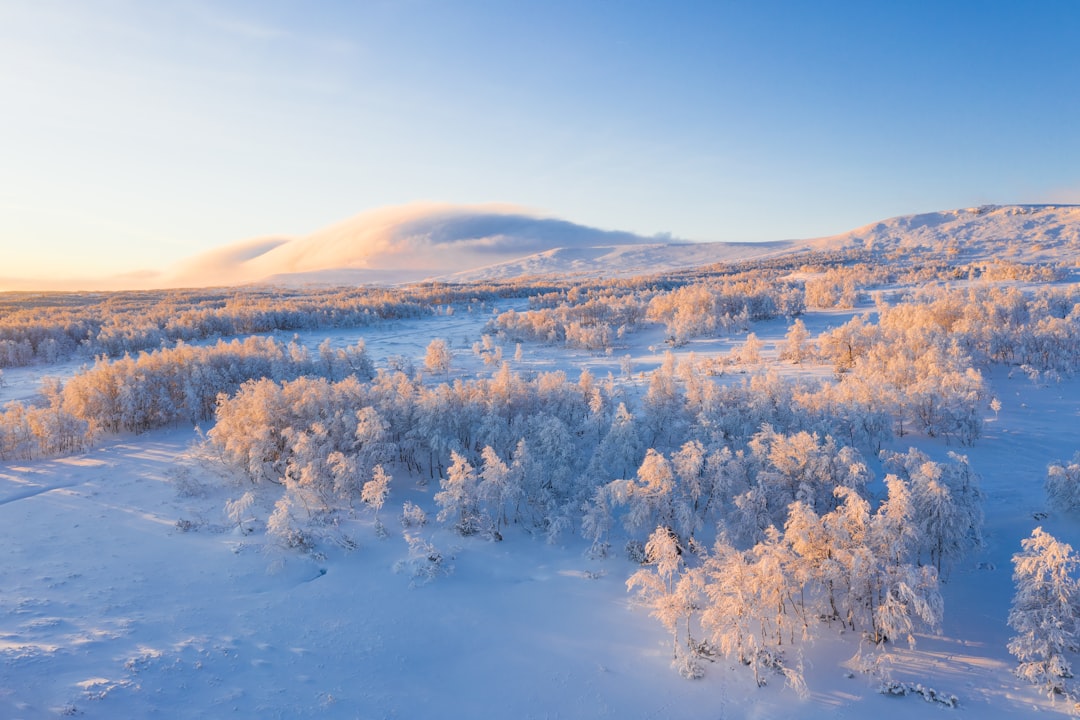 aerial view of snow covered trees,