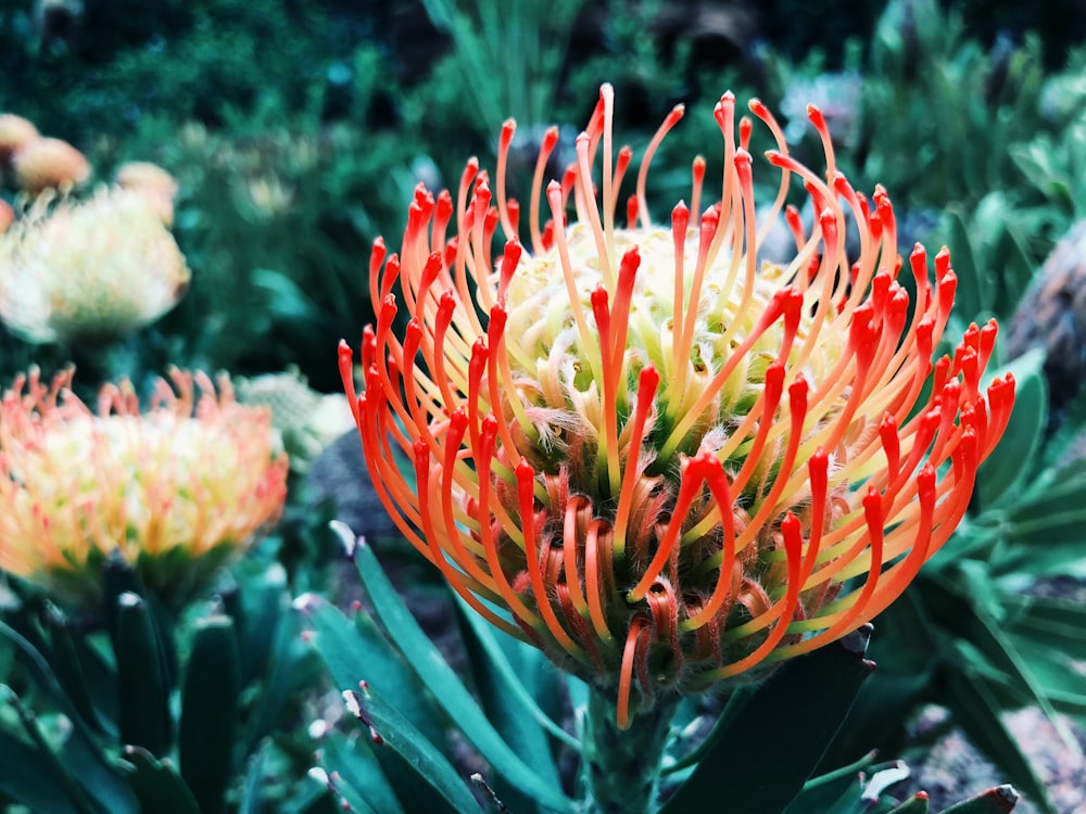 red and green-leafed plant